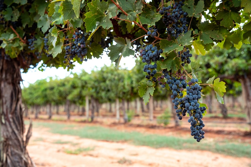 Vino novello: caratteristiche, produzione e quando berlo Vino novello: caratteristiche, produzione e quando berlo